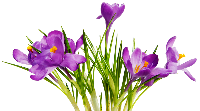 Flowers Png 7 Transparent PNG Image