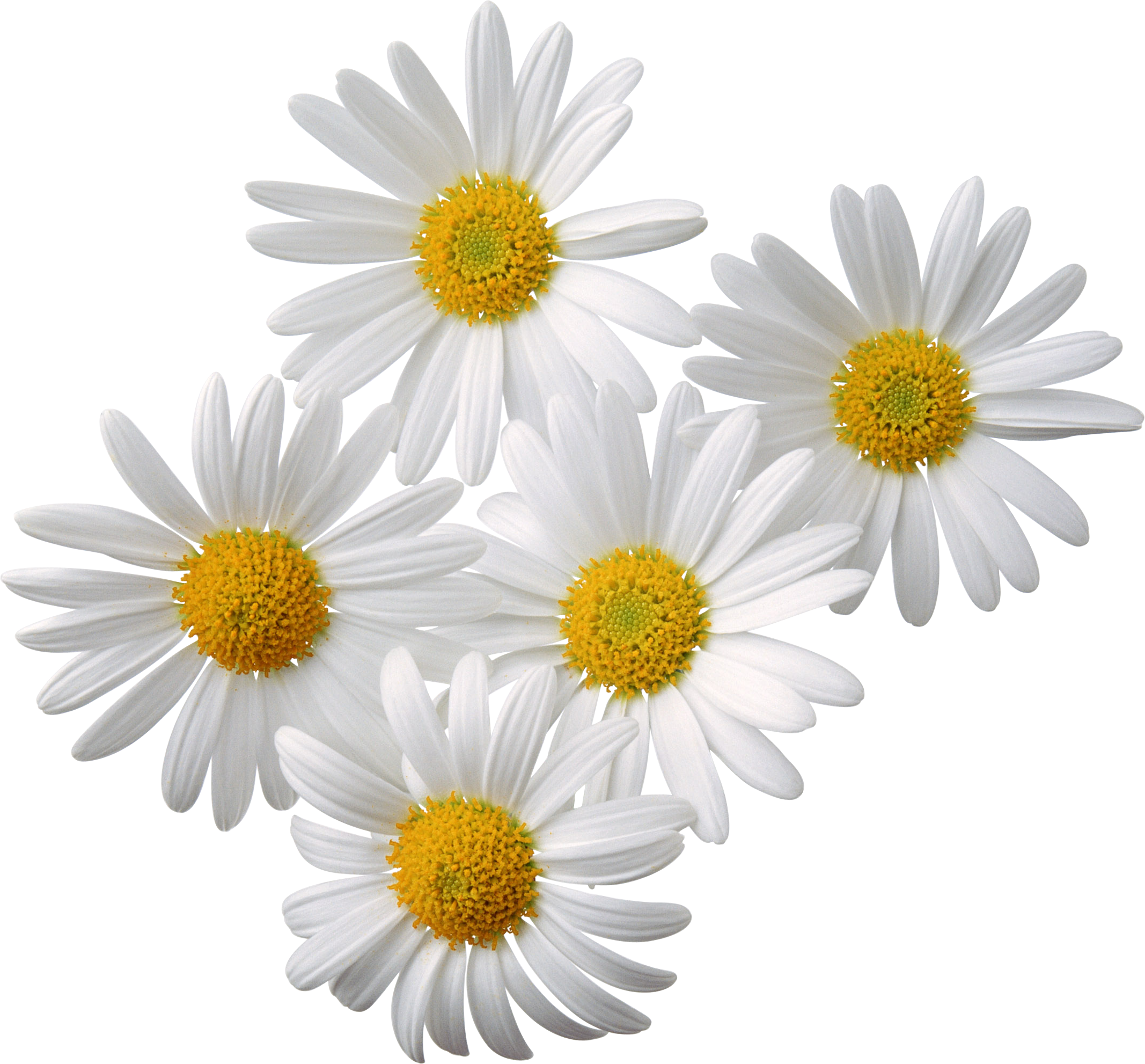 Flowers Png 2 Transparent PNG Image