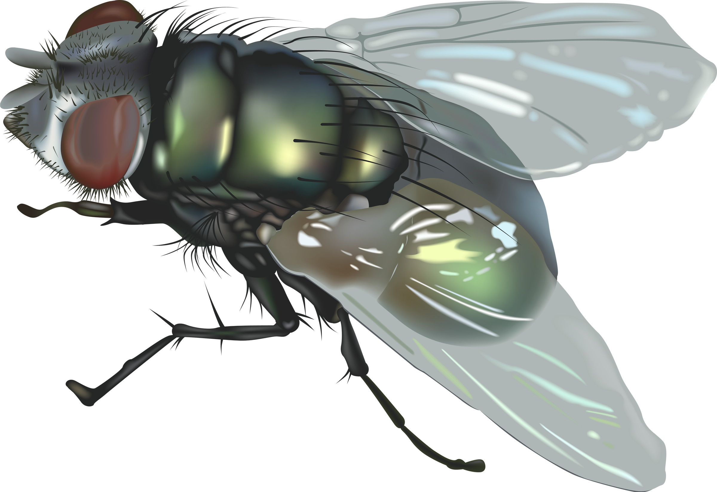 Fly Png 5 Transparent PNG Image