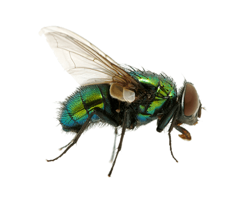 Green Fly Png Image Transparent PNG Image