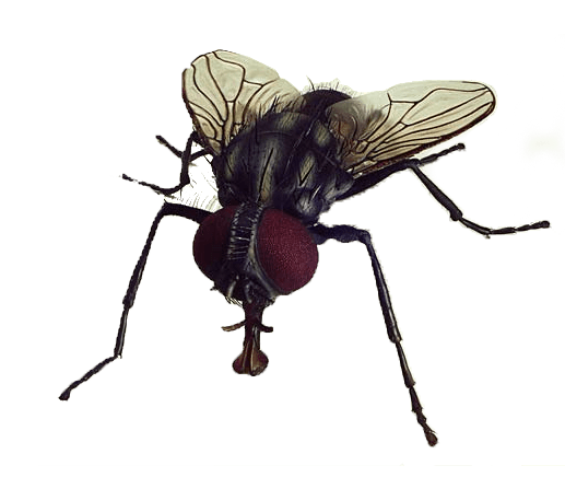 Fly Png Image Transparent PNG Image