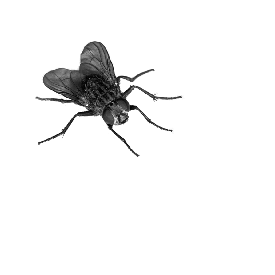 Fly Png 4 Transparent PNG Image