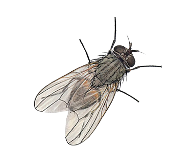 Fly Png 7 Transparent PNG Image