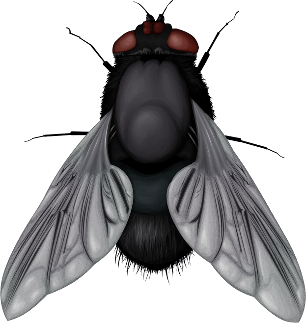 Fly Png Image Transparent PNG Image