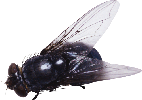 Fly Png 6 Transparent PNG Image