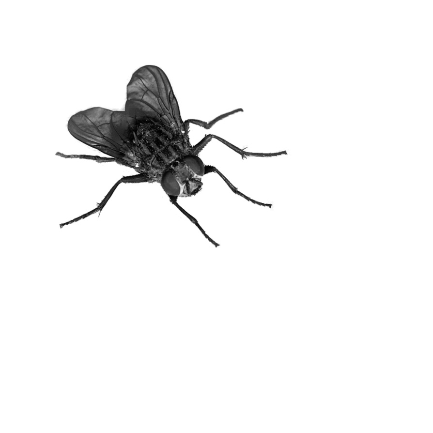 Fly Png Image Transparent PNG Image