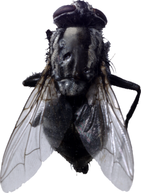 Fly Png 2 Transparent PNG Image