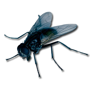 Fly Png Image Transparent PNG Image