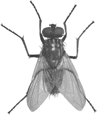 Fly Png Image Transparent PNG Image