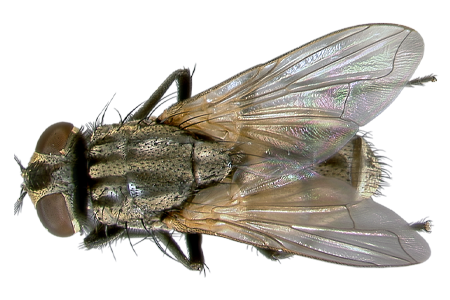 Fly Png 8 Transparent PNG Image