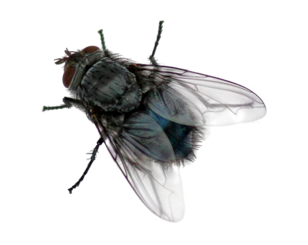 Fly Png Transparent PNG Image