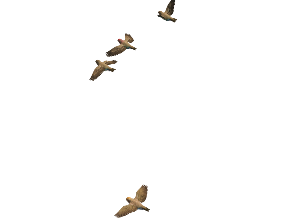 Flying Bird Transparent Image Transparent PNG Image