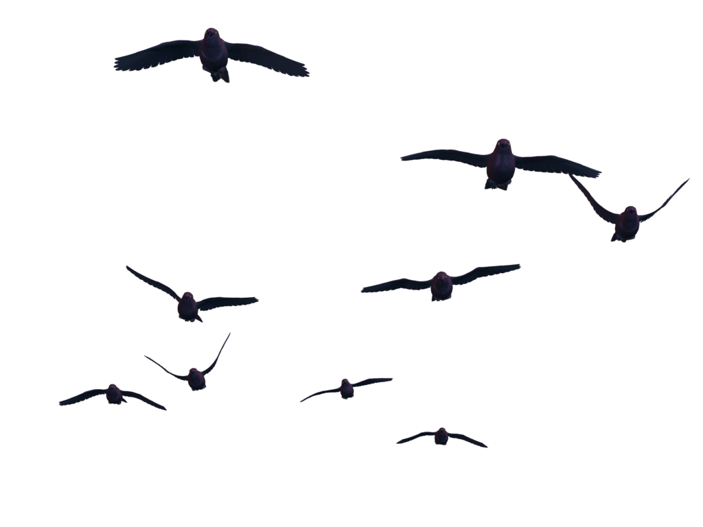 Flying Bird Transparent Transparent PNG Image