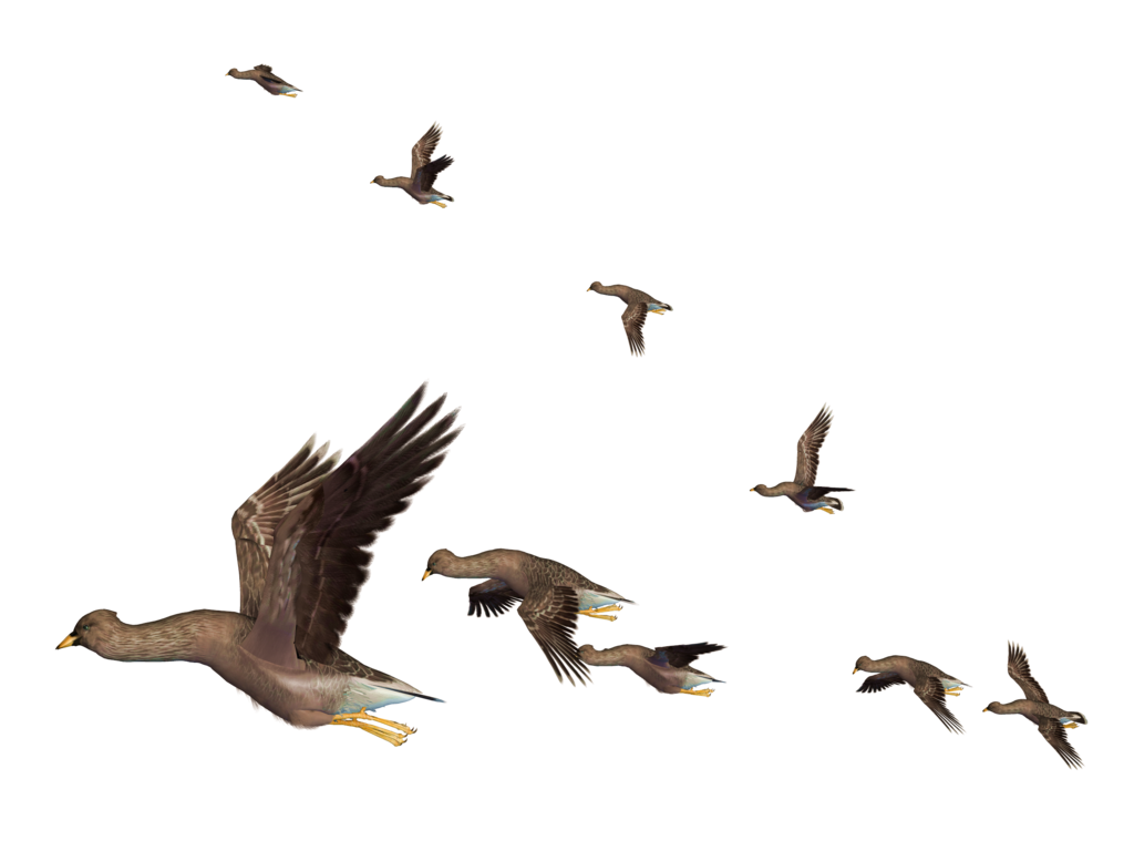 Flying Bird Clipart Transparent PNG Image