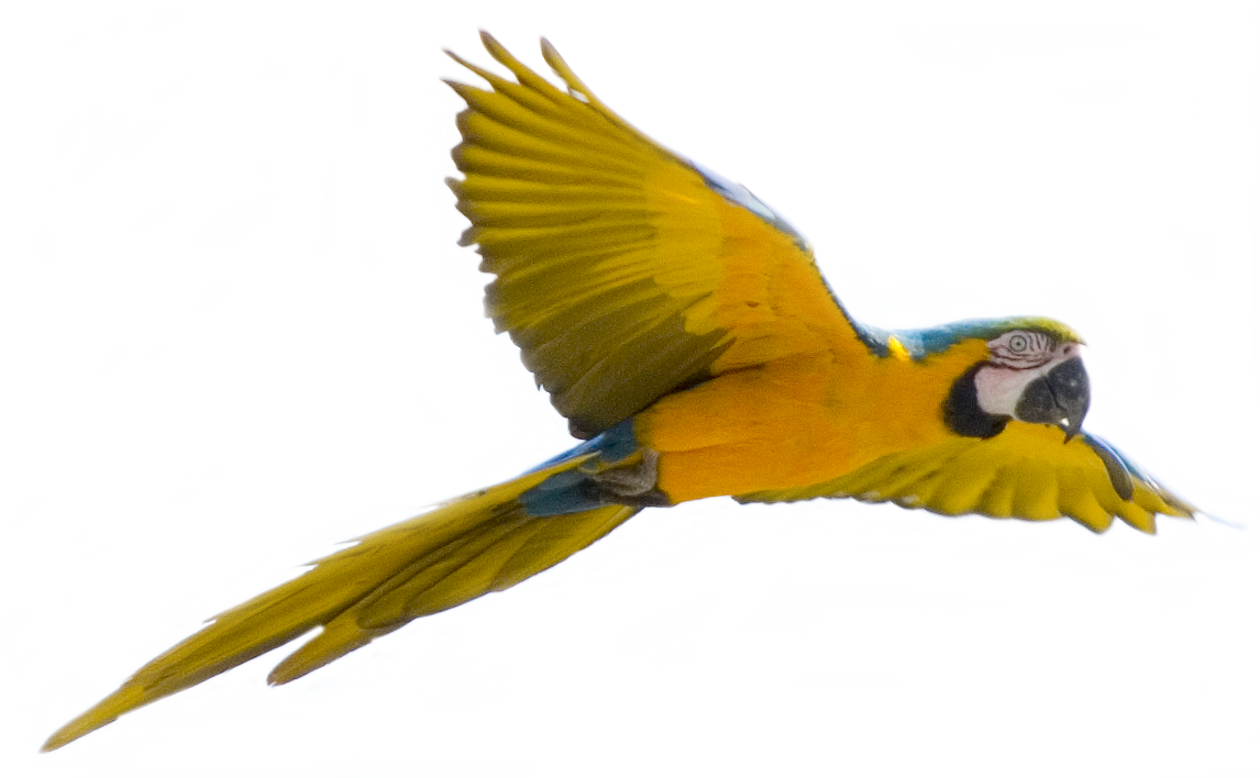 Flying Bird Transparent Background Transparent PNG Image