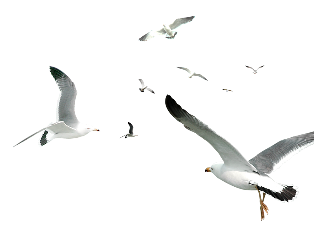 Decorative Flocks Pattern Flying Gulls Simple Seagull Transparent PNG Image