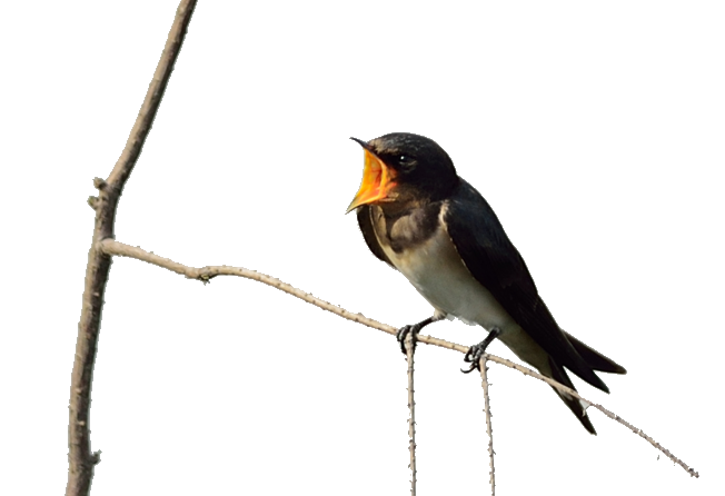 Old Twitter Flycatcher Swallows American Beak World Transparent PNG Image