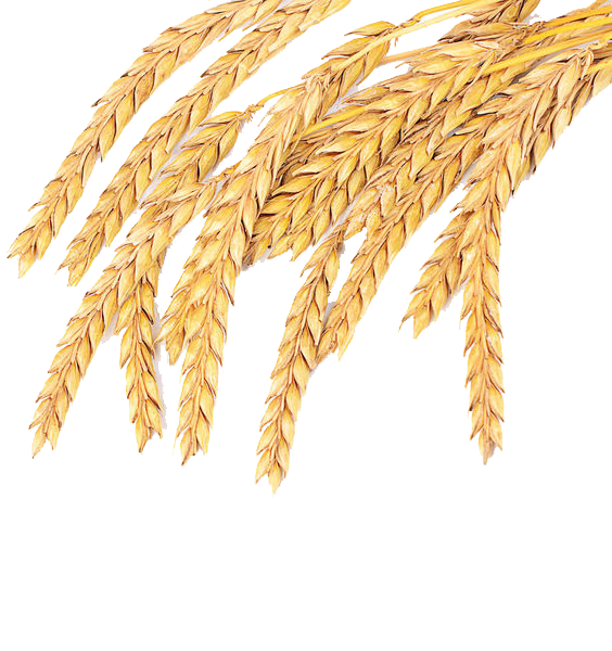 Grass Wheat Family Spelt Grain Common Emmer Transparent PNG Image