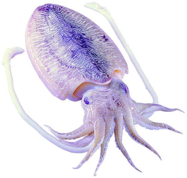 Purple Octopus Squid Invertebrates Marine Cephalopod Transparent PNG Image