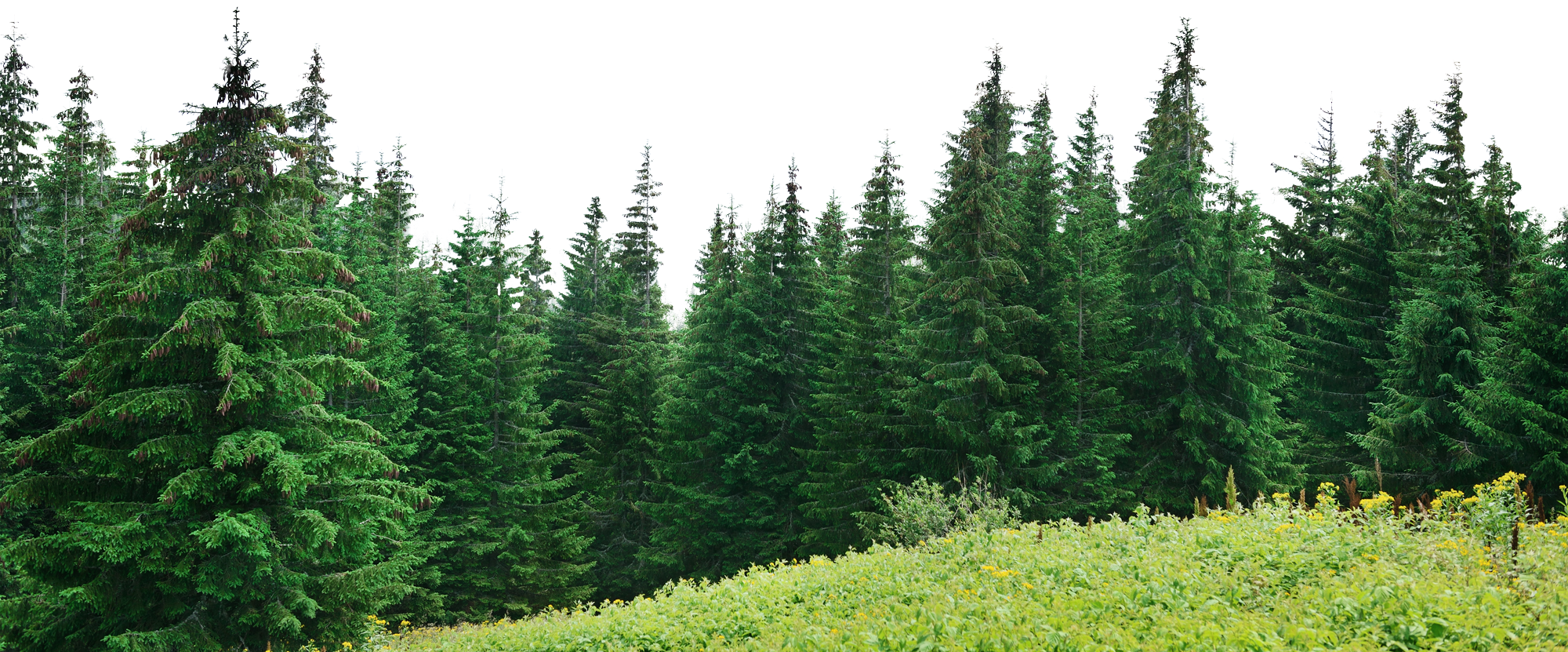 Tree Forest Free HD Image Transparent PNG Image