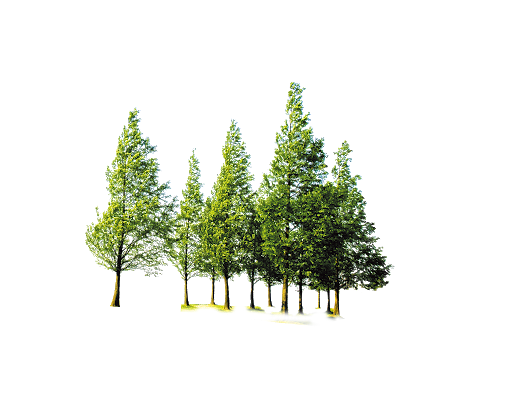 Tree Forest Free Transparent Image HQ Transparent PNG Image