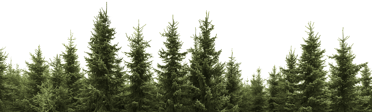 Tree Forest Download HD Transparent PNG Image