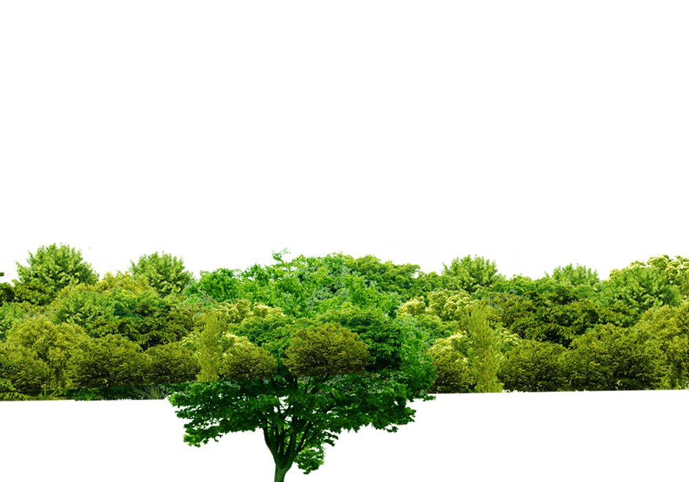 Tree Green Forest Free Clipart HQ Transparent PNG Image