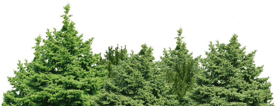 Tree Green Forest Photos Free HQ Image Transparent PNG Image