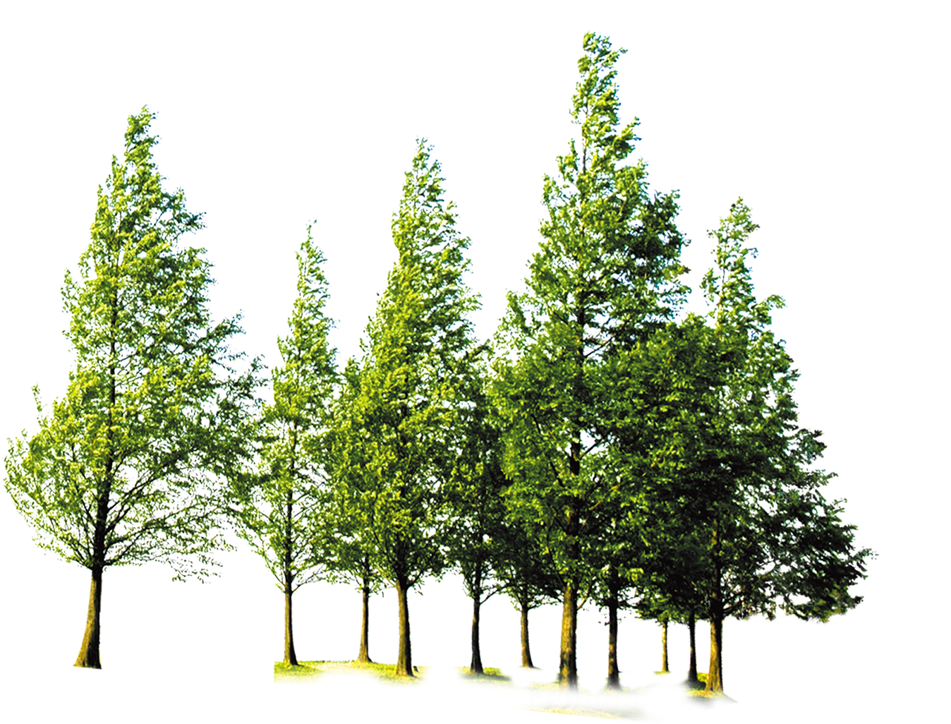 Tree Green Forest HD Image Free Transparent PNG Image