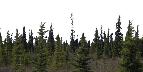 Forest Transparent PNG Image