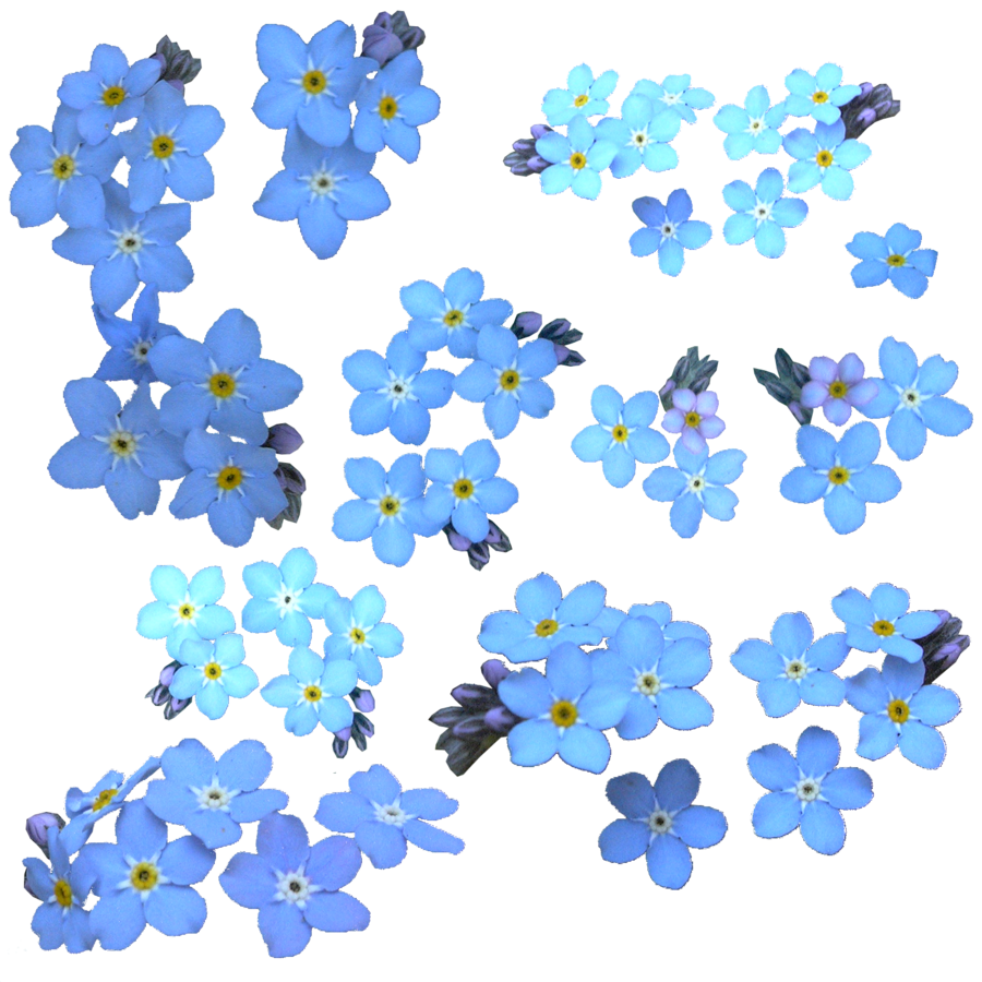 Forget Me Not Clipart Transparent PNG Image