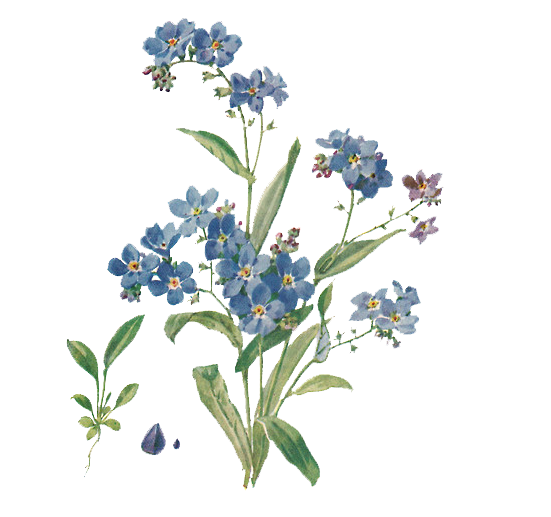 Forget Me Not File Transparent PNG Image