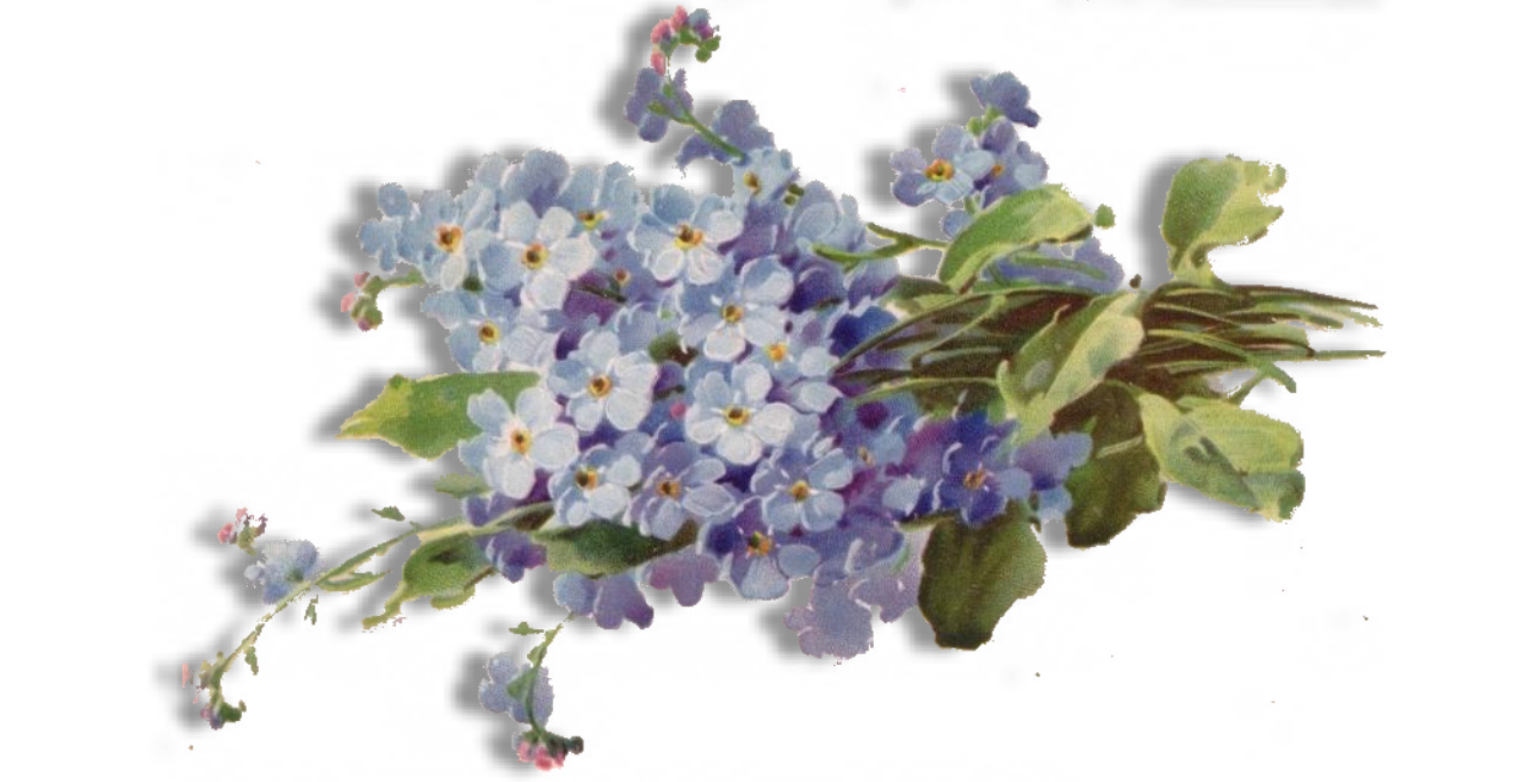 Forget Me Not Free Download Transparent PNG Image