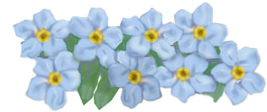 Forget Me Not Hd Transparent PNG Image