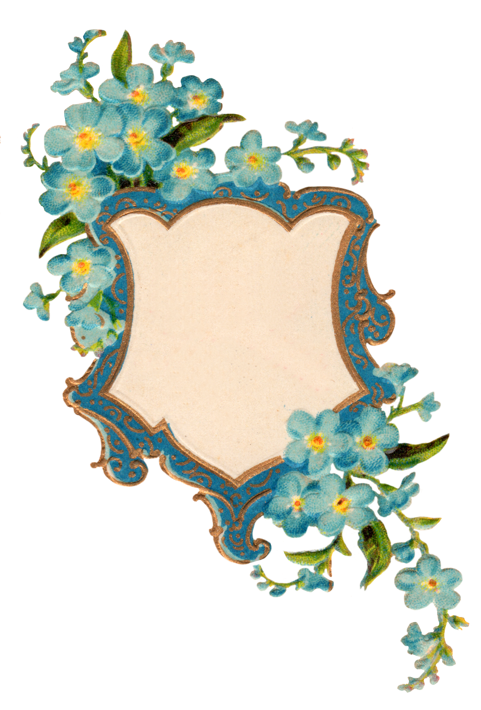 Forget Me Not Picture Transparent PNG Image