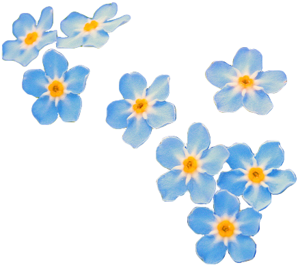 Forget Me Not Transparent Transparent PNG Image