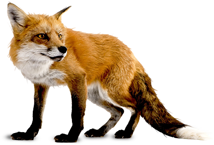 Fox Png 6 Transparent PNG Image