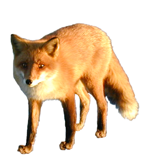 Fox Png 3 Transparent PNG Image