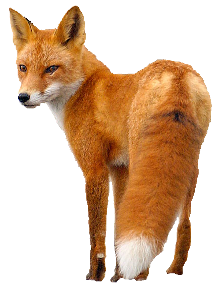 Fox Png 2 Transparent PNG Image