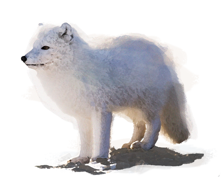 Arctic Fox Snow Free PNG HQ Transparent PNG Image