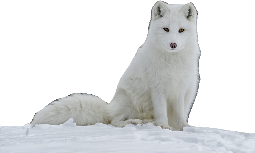 Arctic Fox Snow PNG File HD Transparent PNG Image