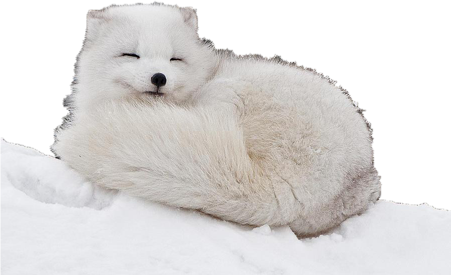 Arctic Fox Snow PNG File HD Transparent PNG Image