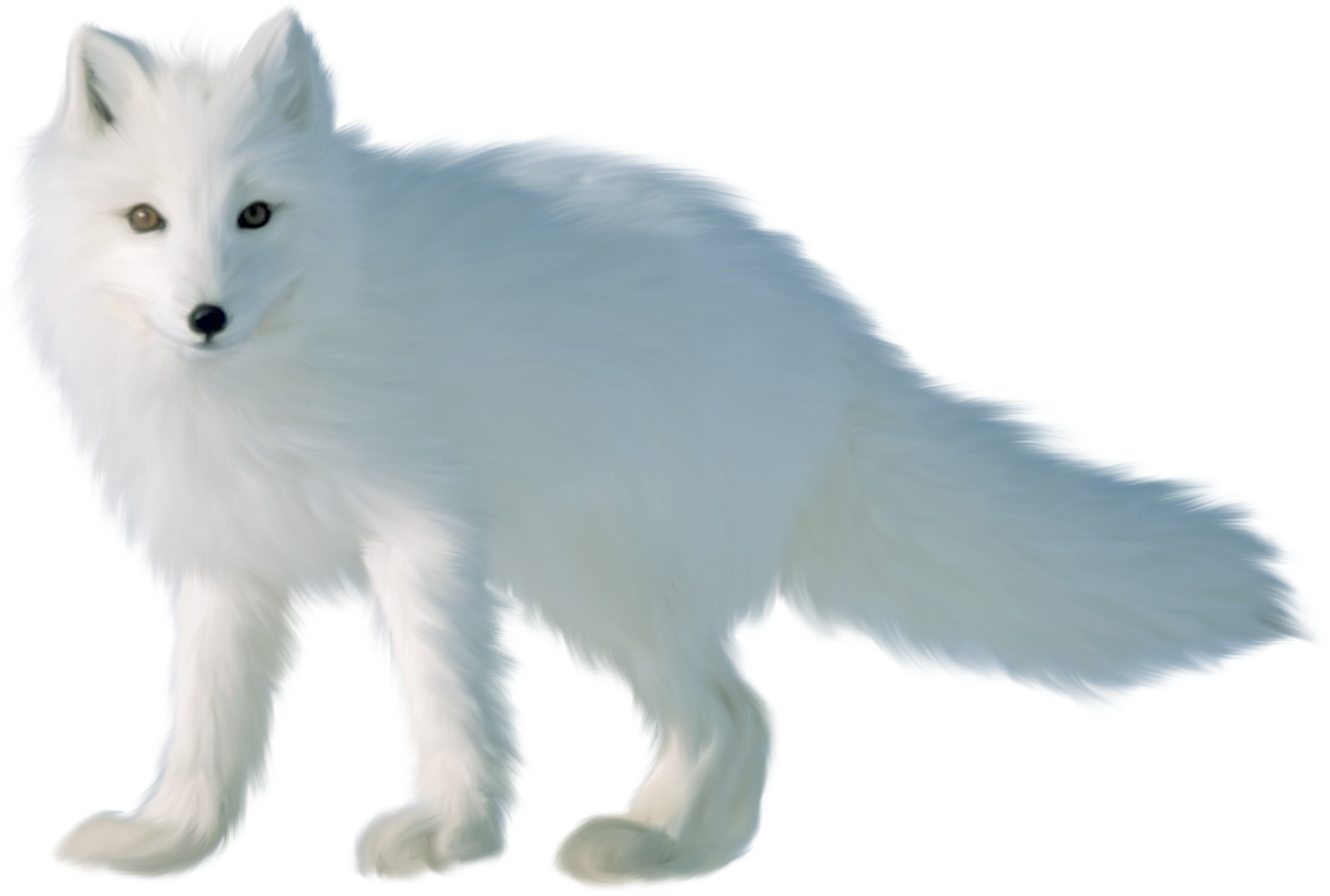 Arctic Fox Snow Free Download PNG HD Transparent PNG Image