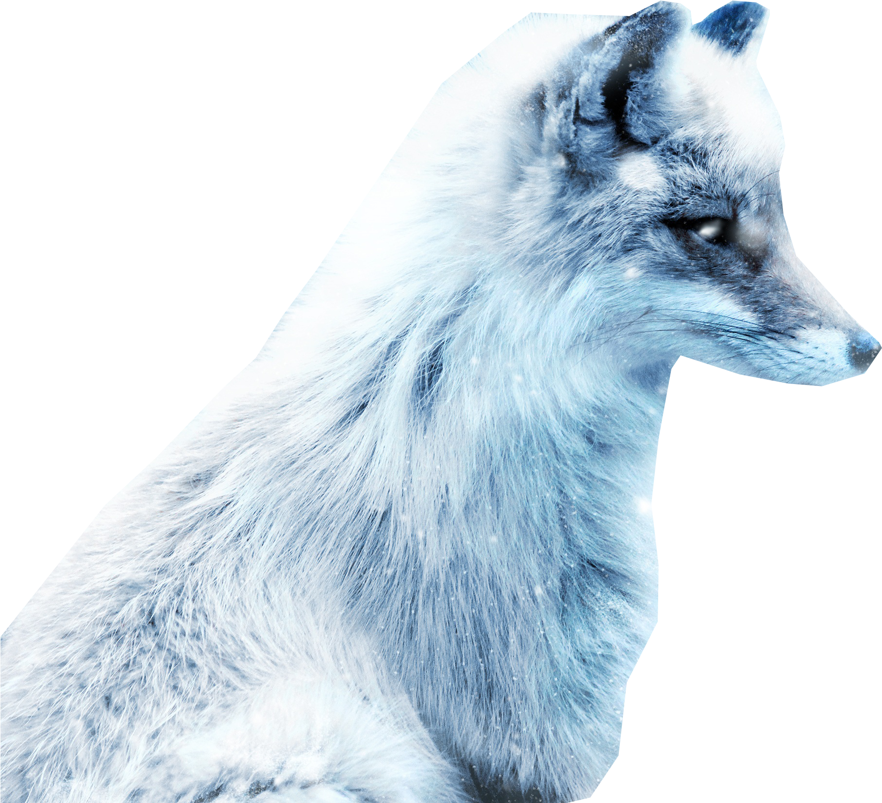 Photos Arctic Fox Snow HQ Image Free Transparent PNG Image