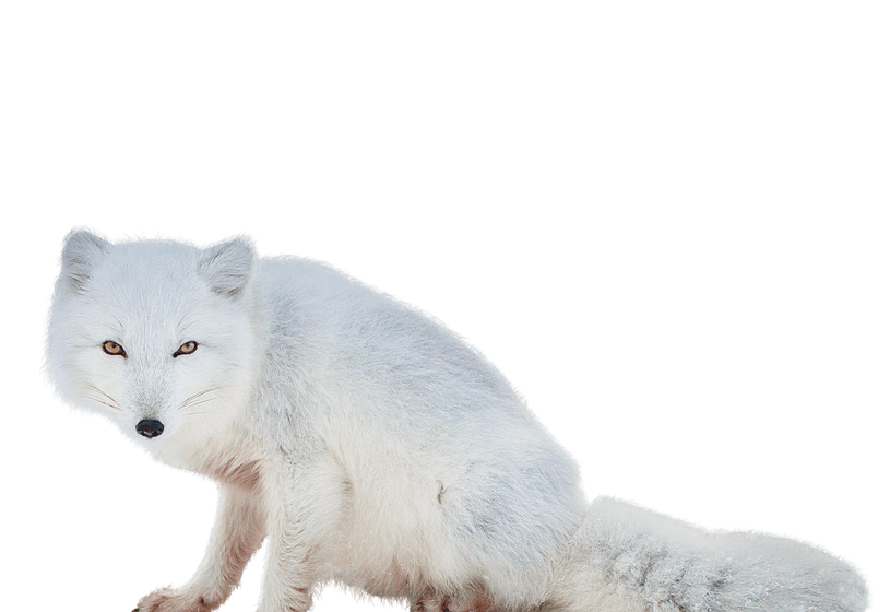 Arctic Pic Fox Snow PNG Download Free Transparent PNG Image