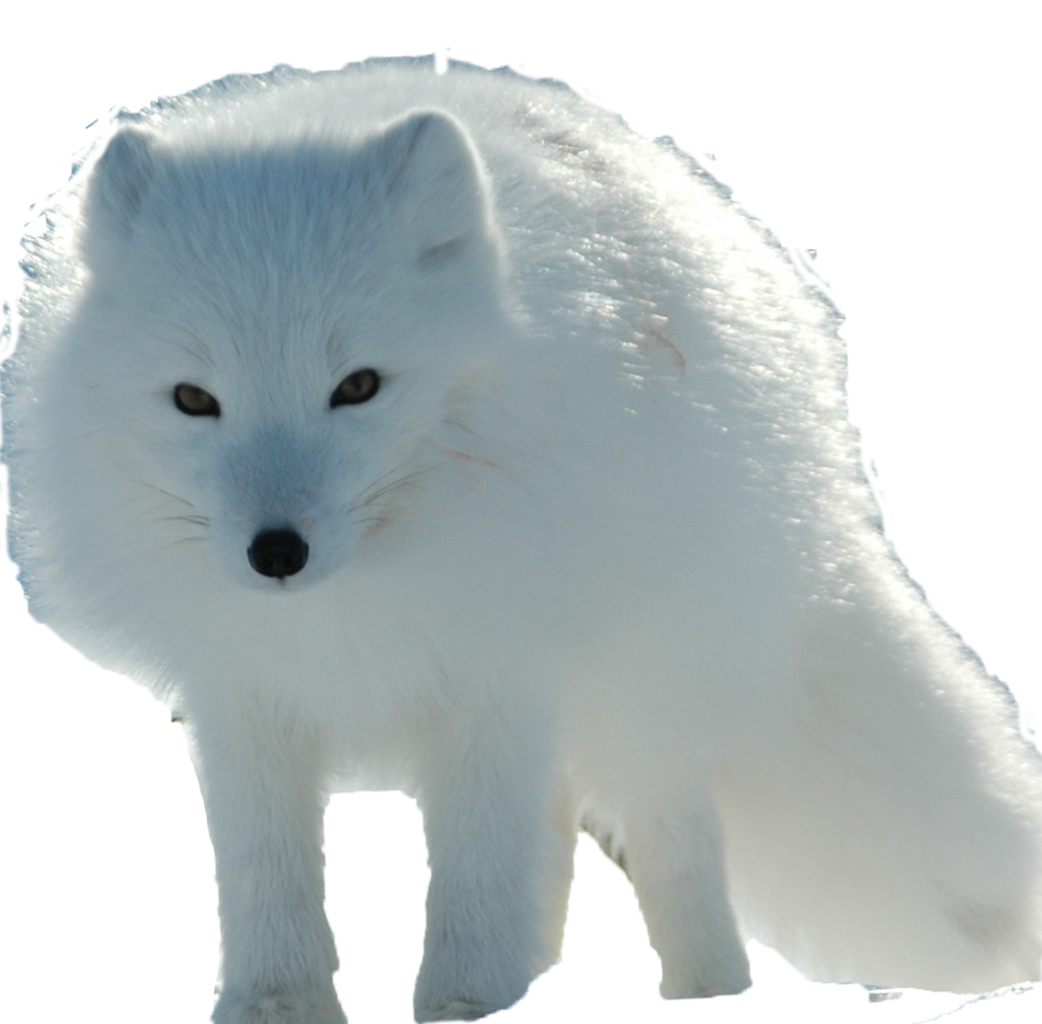 Arctic Fox Snow Free PNG HQ Transparent PNG Image