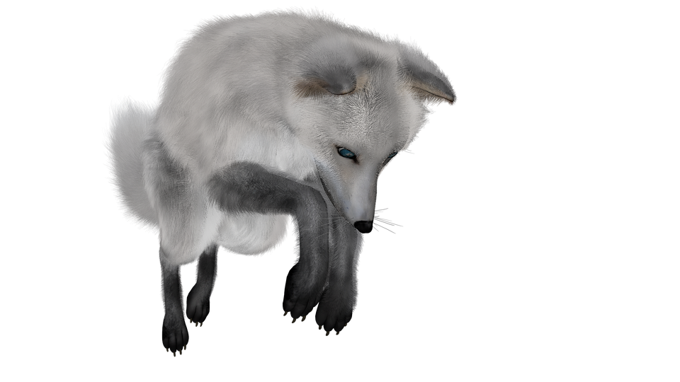 Arctic Fox Snow Free Download Image Transparent PNG Image