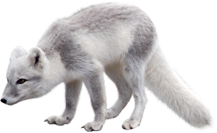 Images Arctic Fox Snow Free HQ Image Transparent PNG Image