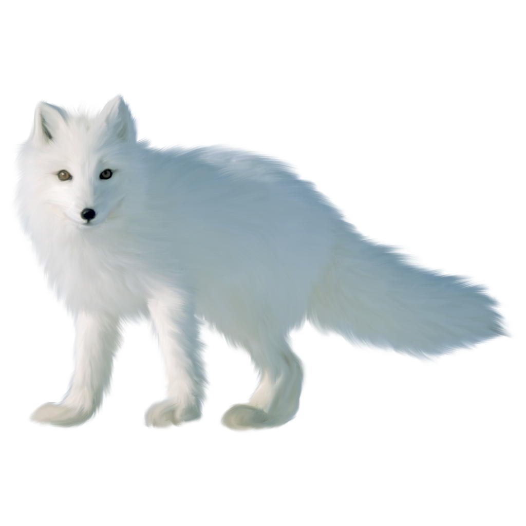 White Fox Arctic Free Download Image Transparent PNG Image