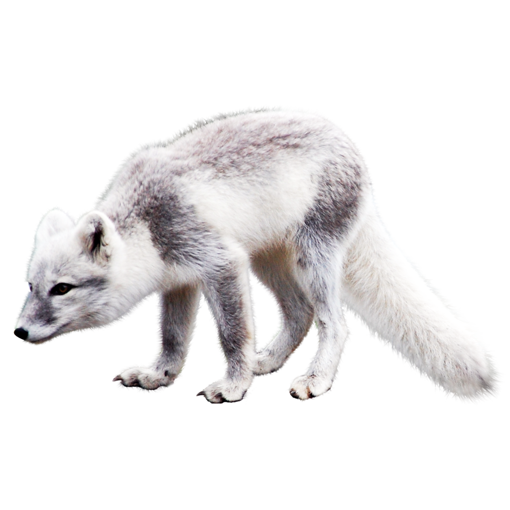 White Fox Arctic Free Transparent Image HQ Transparent PNG Image